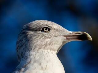 Close-up of a Gulls Head