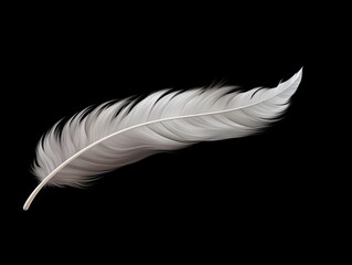 Elegant Single Feather on Black Background