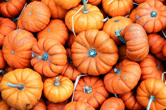 Little orange pumpkins for background
