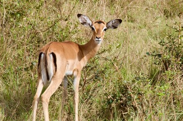 a uganda kob 