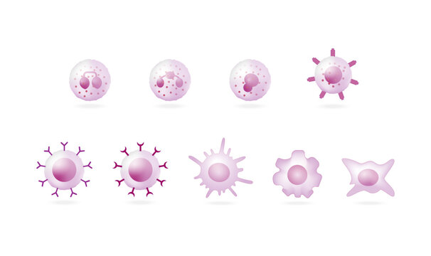 Cells of the innate and adaptive immune system, Hematopoiesis cell type scheme, stem cell, B and T lymphocytes, Basophil, neutrophil, eosinophil, monocyte, dendritic cell, macrophage and plasma cells.