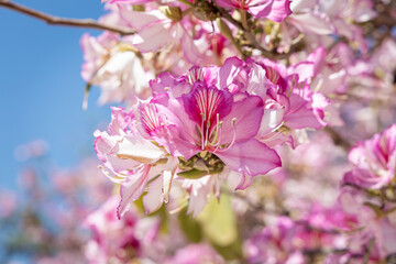Twigs of orchid tree with young green leaves and pink flowers on a blue background in spring in a park