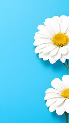 border of white daisies on blue background and copy space