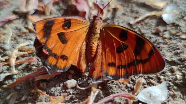 Orange butterfly sitting on ground, moving its wings, close-up
