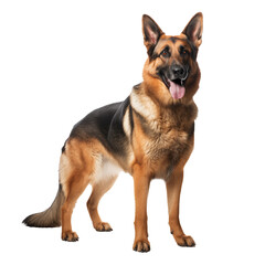 Full portrait of a German shepherd, cut out - stock png.