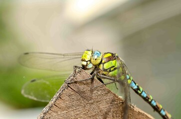 Сlose-up portrait of a dragonfly.