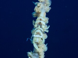 ムチカラマツエビ