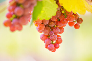 Grapes of red wine in a sunny vineyard in autumn.