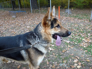 An adult dog of the German Shepherd breed in a collar stands in the park on a walk