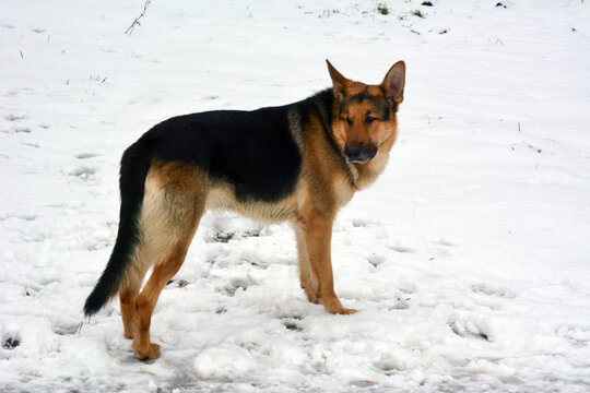 An adult dog of the German Shepherd breed walks in the snow in winter