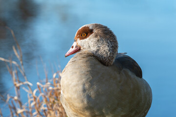Close-up portrait of an adult male Nile goose (Alopochen aegyptiaca) against a light blue background