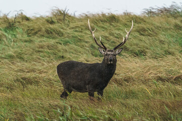 野付半島　嵐の中のエゾシカ