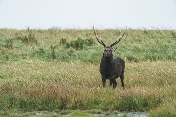 野付半島　嵐の中のエゾシカ