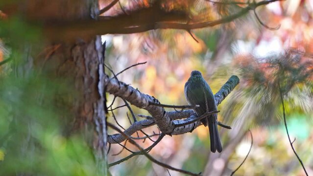 A brown-eared bulbul is sitting on a pine branch, looking around, and then flying away.