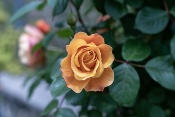 Bright orange rose bud with green foliage around. Herbal and flowers backgrounds and theme