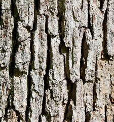 A close view of the tree bark.
