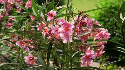 Nerium oleander plants bloomed with pink flowers