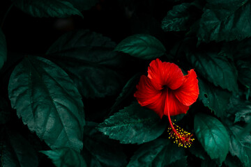 red hibiscus flower on green blue leaf, nature background, flowers shape, toned process. leaves texture background, green blue tone. Red flower - obrazy, fototapety, plakaty