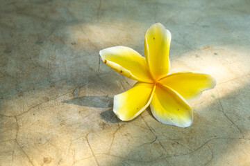 The Fangipani flower is a typical Balinese flower isolated on a cement background illuminated by...