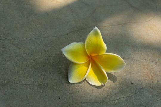 The Fangipani flower is a typical Balinese flower isolated on a cement background illuminated by sunlight. It is often used in offerings, religious ceremonies, or decoration.