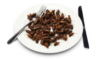 assiette rempli d'insectes avec couteau et fourchette - png fond transparent