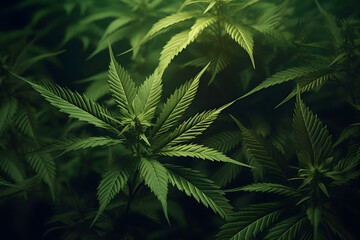 Green medical marijuana close-up. 