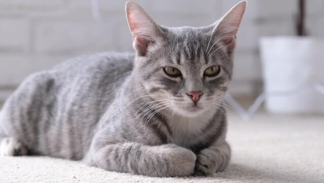 Closeup of gray striped European cat lying on beige rug at home, copy space, white wall background.