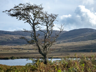 Fototapeta na wymiar Lone tree in Glenveagh National Park in County Donegal, Ireland
