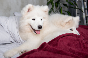 White fluffy samoyed dogs puppies are sleeping in the red bed