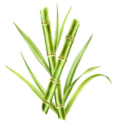 Bamboo watercolor illustration. Composition with two stems crossing each other and shiny leaves. Fresh green aquarelle painting. Realistic botanical artwork for packaging. Hand drawn poster