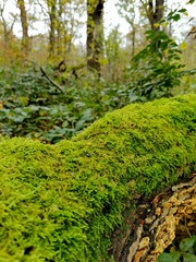 Moos auf einem Baumstamm