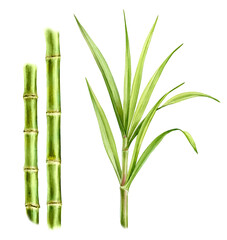Fototapeta na wymiar Watercolor bamboo plants. Set of two stems and separate big branch with leaves. Collection with design elements. Realistic botanical illustration for packaging. Hand drawn objects