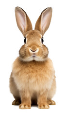 Bunny Rabbit Front View Isolated on Transparent Background
