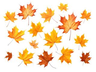 Fototapeta premium Maple Leaves Isolated on Transparent Background 