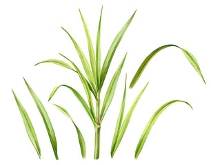 Watercolor grass. Set of big stem and separate leaves. Collection with green design elements. Realistic botanical illustration for packaging. Hand drawn sugar cane branch