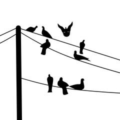 Black silhouette of a group of pigeons perched on a power pole cable on a white background. A group of black bird shadows.