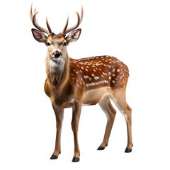 Naklejka na ściany i meble deer png. Deer isolated png. Brown deer looking into the camera. Cervidae png. True deer png