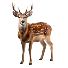 Rolgordijnen deer png. Deer isolated png. Brown deer looking into the camera. Cervidae png. True deer png © Divid