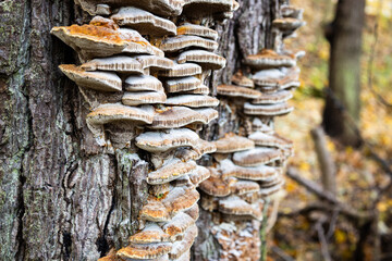 Polypore mushrooms on tree with autumn forest on background - obrazy, fototapety, plakaty
