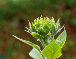 bouton d'une fleur de tournesol avant son éclosion