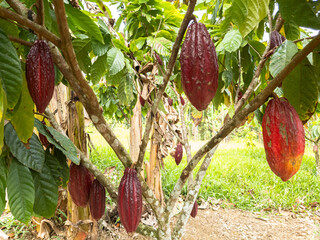 Cacao tree with fruits planted on farm in Ilheus, Bahia, Brazil - obrazy, fototapety, plakaty