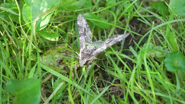butterfly Agrius convolvuli,a large moth of the Sphingidae family is on the grass