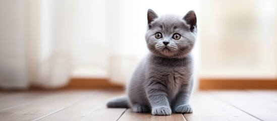 Cute blue British Shorthair kitten sitting by window grooming with legs up on wooden floor Copy space image Place for adding text or design - Powered by Adobe