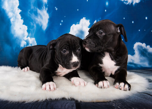 Two Black male American Staffordshire Bull Terrier dogs puppies on blue background