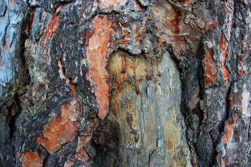 Tree bark texture.pine bark and resin close up can be used as texture or background. Embossed...