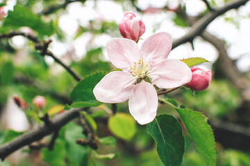 Fototapeta na wymiar Close up view of apple tree flowers blooming.