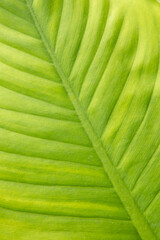 Lush Foliage Botanical Charm Green Leaves Patterns