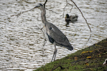 great heron in amsterdam netherlands