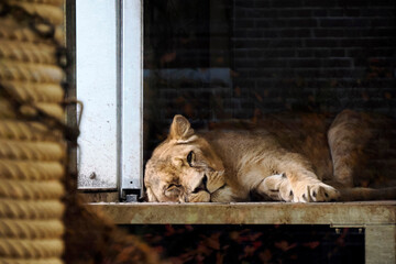 sad caged lion looking at you