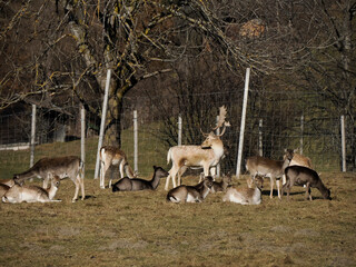 Fallow deers in a fence paddock